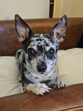 Meet your Posher, Brynn